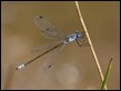 J16_1957 Lestes macrostigma