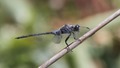 J16_0181 Orthetrum trinacria male