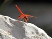 J16_0402 Trithemis kirbyi J16_0402 Trithemis kirbyi