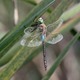 J16_0445 Anax parthenope male