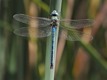 J16_0452 Anax imperator male
