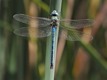 J16_0452 Anax imperator male