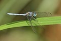 J17_1091 Little Skimmer male