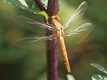 J17_0712 Crocothemis erythraea