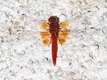 J17_1167 trithemis kirbyi