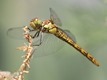 J17_1217 Sympetrum striolatum