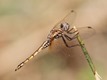 J17_1289 Trithemis annulata male