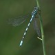 J17_1770 Northern Damselfly male