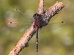 J17_1867 White-faced Darter