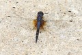 J17_2920 Trithemis festiva