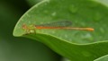 J17_2972 Ceriagrion auranticum