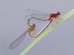 J17_3602 Xanthagrion erythroneurum