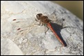 2013-12-23 Common-Darter