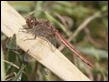 2016-01-03 Common Darter