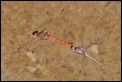 J17_1656 Sympetrum conundrum ovipositing