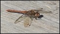 J17_1698 Sympetrum striolatum male