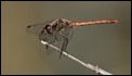 J18_1722 Sympetrum striolatum 2018