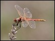 J18_1959  Sympetrum fonscolombii male