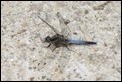 J18_0490-Black-tailed-Skimmer_thumb