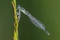 J18_0625 Dewy Featherleg