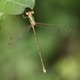 J18_0660 Migrant Spreadwing