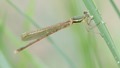 J18_0858 Migrant Spreadwing