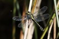 J18_0988 Common Clubtail