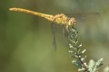 J18_1122 Southern Darter female