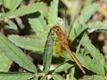 J18_1312 immature Yellow-winged Darter