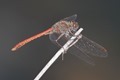 J18_2182 Sympetrum sinaiticum