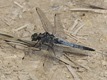 J18_2262 Orthetrum cancellatum male