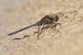 J18_2331 Orthetrum chrysostigma male