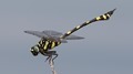 J18_3417 Ictinogomphus rapax