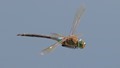 Anax parthenope, Lac de Madine-0905