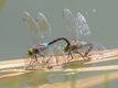 Anax parthenope ovipositing, France-0969