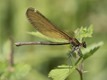 Calopteryx virgo, female, Germany-0303