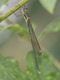 Chalcolestes viridis, Haselbach-0449