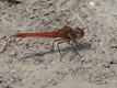 J19_0539 Sympetrum fonscolombi, Germany