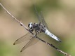 J19_0554 Libellula fulva, Germany