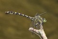 J19_0619 Onychogomphus forcipatus