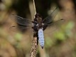 J19_0675 Libellula depressa, Pegnitz