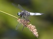 Libellula fulva, Vaux-sur-Somme-1016