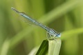 Platycnemis pennipes, Hohenfelden, Germany-0422