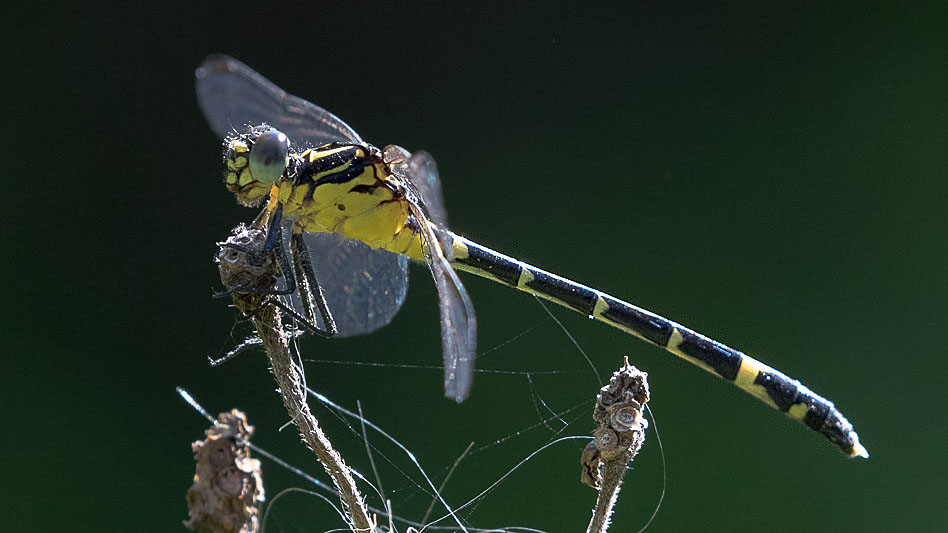Austrogomphus amphiclitus female-3509.jpg