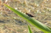 Indothemis limbata (Restless Demon) – Odo-nutters