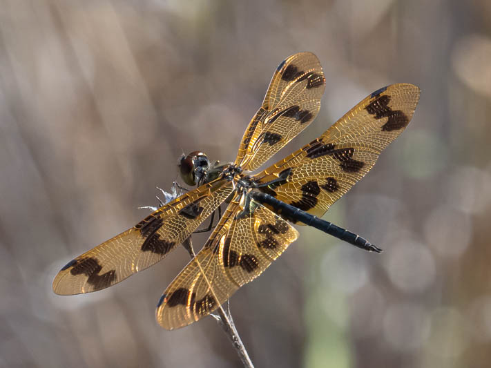Rhyothemis graphiptera male-1.jpg
