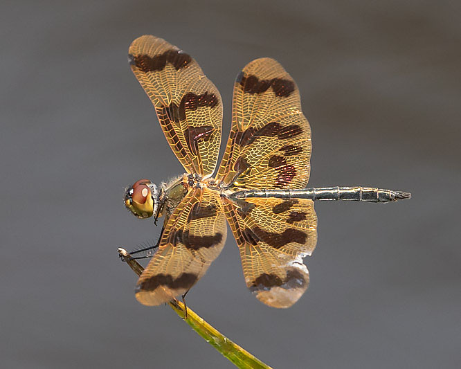 Rhyothemis graphiptera male-1590.jpg