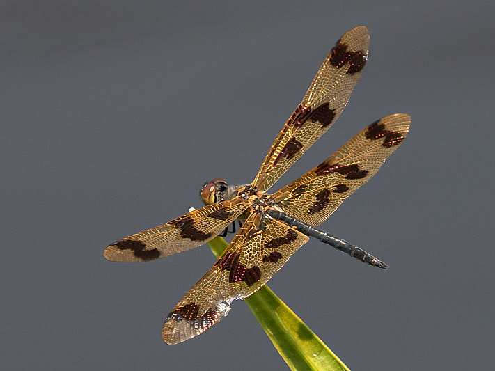 Rhyothemis graphiptera male-1603.jpg