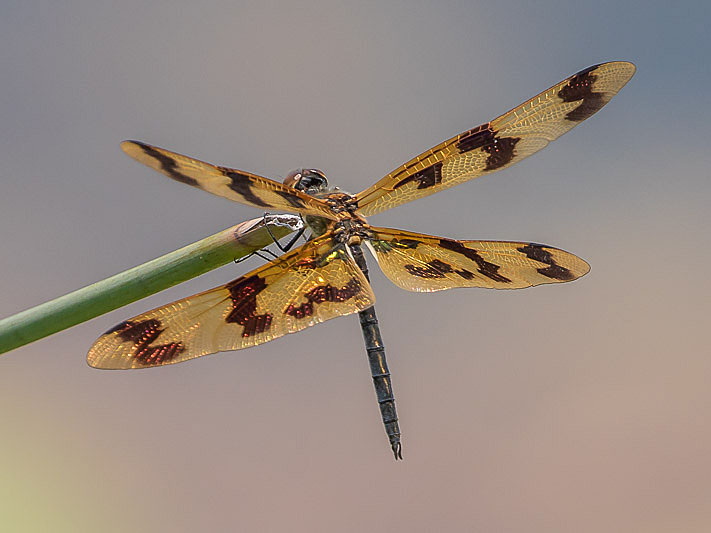 Rhyothemis graphiptera male-1661.jpg