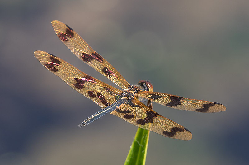 Rhyothemis graphiptera male-1704.jpg